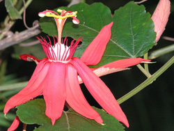beautifull_flower