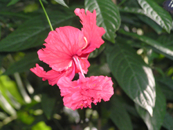 beautiful_flower